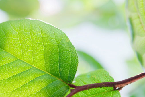 Moringa Tree