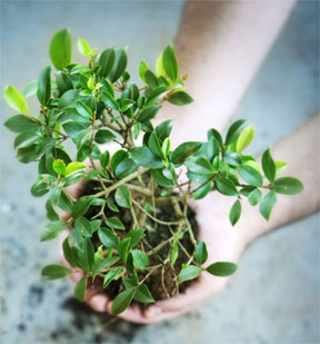 moringa-tree-roots