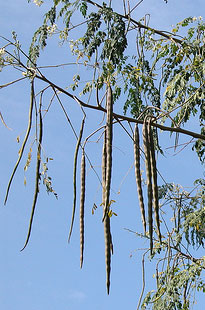 Organic Moringa Seed Pods