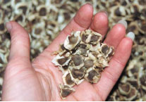 moringa-seeds-photos